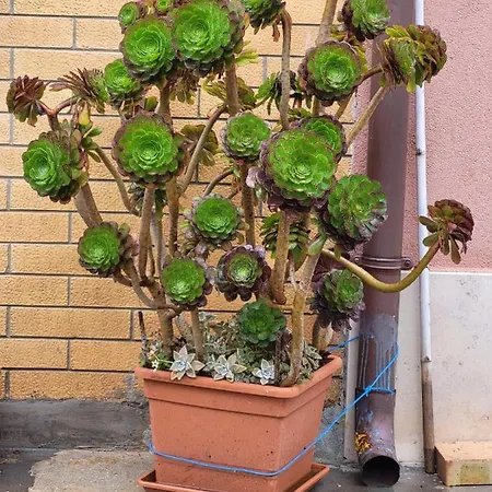 A Casa Di Nonna Luisa Pensjonat Porto San Giorgio